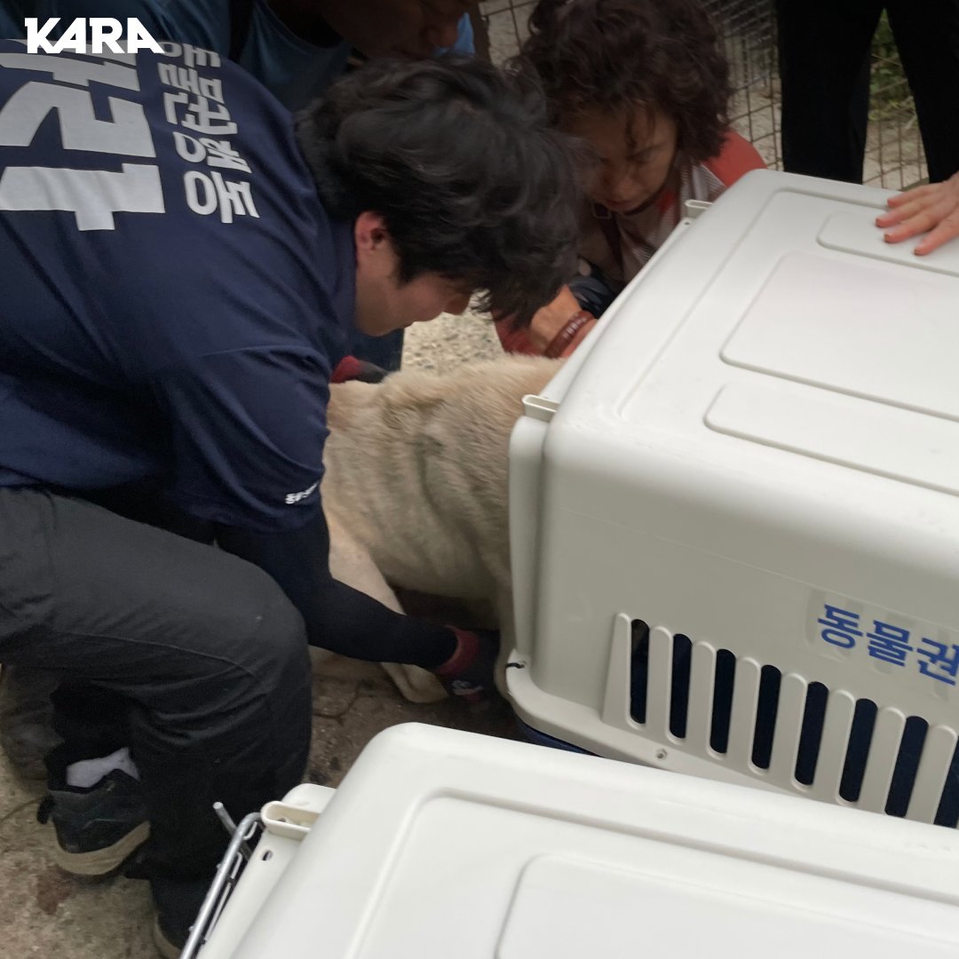 ekara_org's tweet photo. #여주대신면개도살장 지난 밤, 시민 분들의 참여 덕분에 개들은 모두 긴급격리 조치 되었습니다. 개들은 지자체 보호소에서 3일간 보호를 받습니다. 카라는 도살자 부부로부터 개들의 소유권을 받아내겠습니다. https://t.co/PX4UKmF8Px