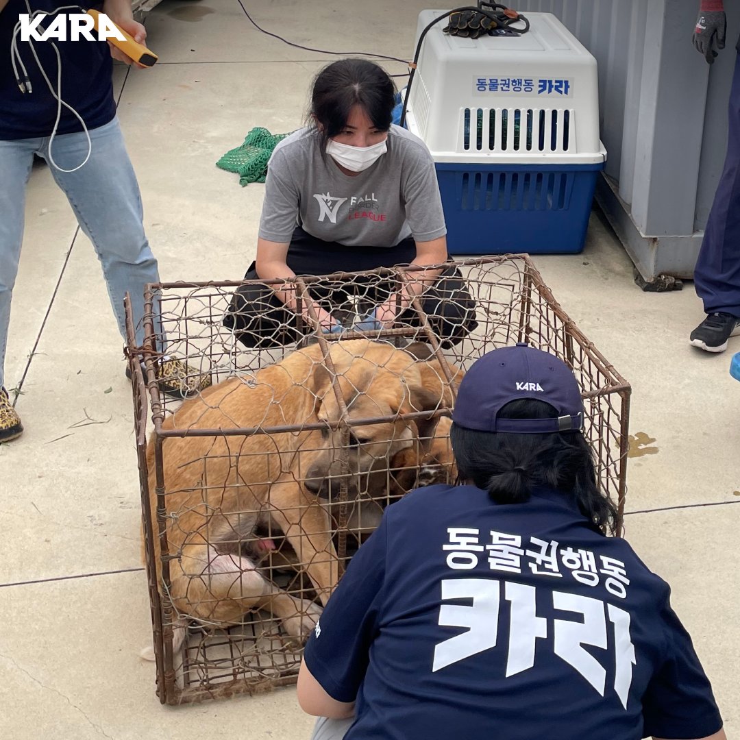 ekara_org's tweet photo. #여주대신면개도살장 지난 밤, 시민 분들의 참여 덕분에 개들은 모두 긴급격리 조치 되었습니다. 개들은 지자체 보호소에서 3일간 보호를 받습니다. 카라는 도살자 부부로부터 개들의 소유권을 받아내겠습니다. https://t.co/PX4UKmF8Px