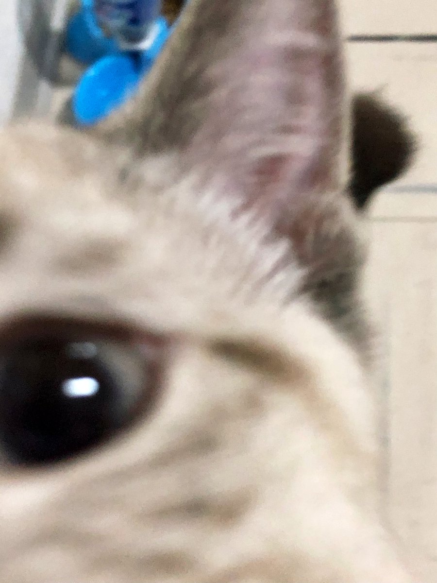 marthycilina's tweet photo. Gatito, te voy a tomar una foto 🥰/ A mi no me estés tomando fotos 😾 https://t.co/ueDtYxbmdI