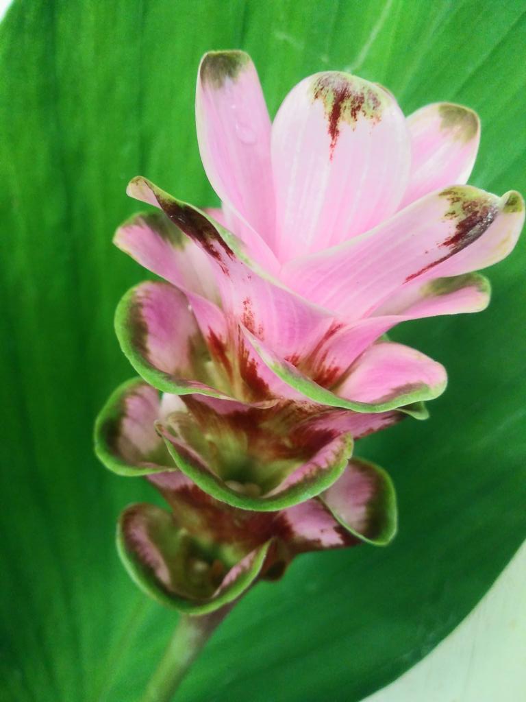 お盆の花 Twitter Search Twitter