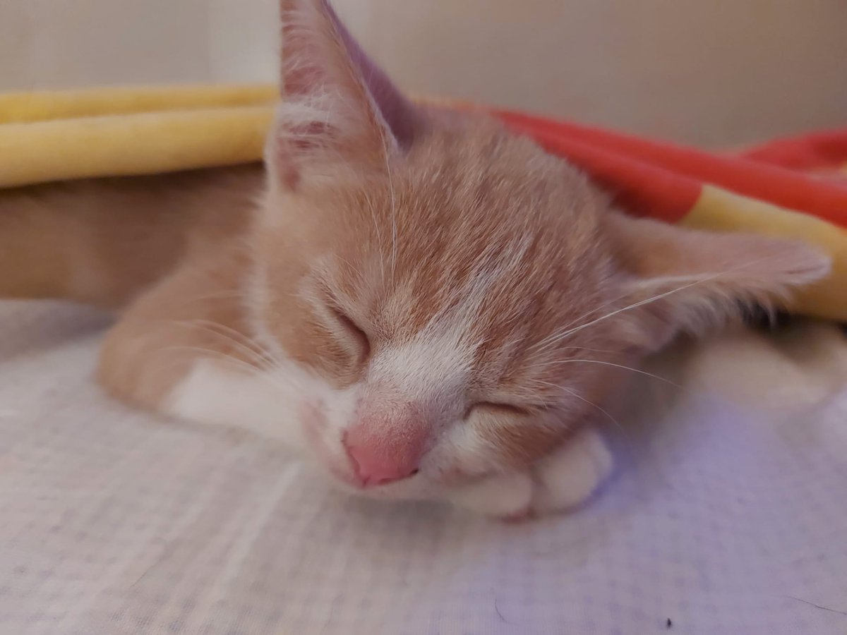 soifaaa's tweet photo. pudim appreciation post https://t.co/wsrYPpFR9L