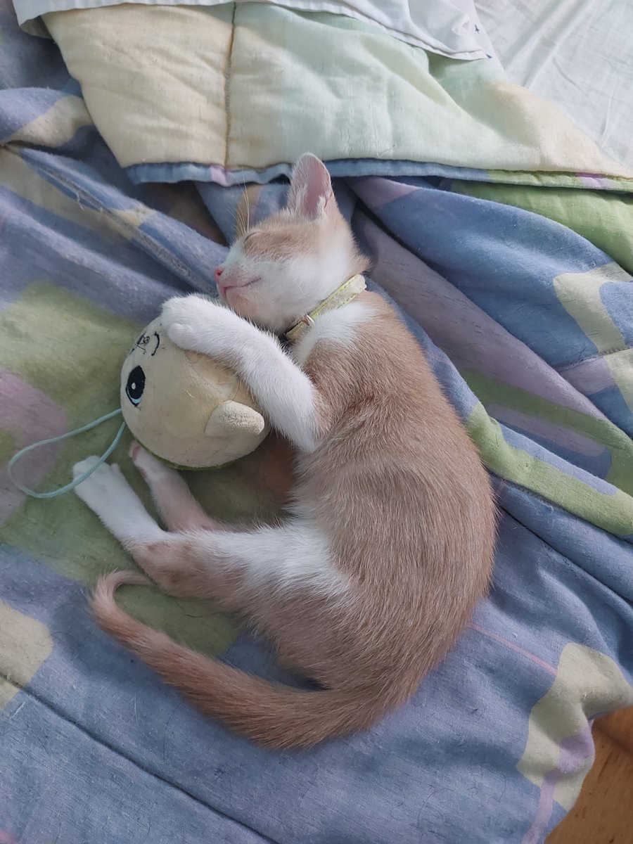 soifaaa's tweet photo. pudim appreciation post https://t.co/wsrYPpFR9L