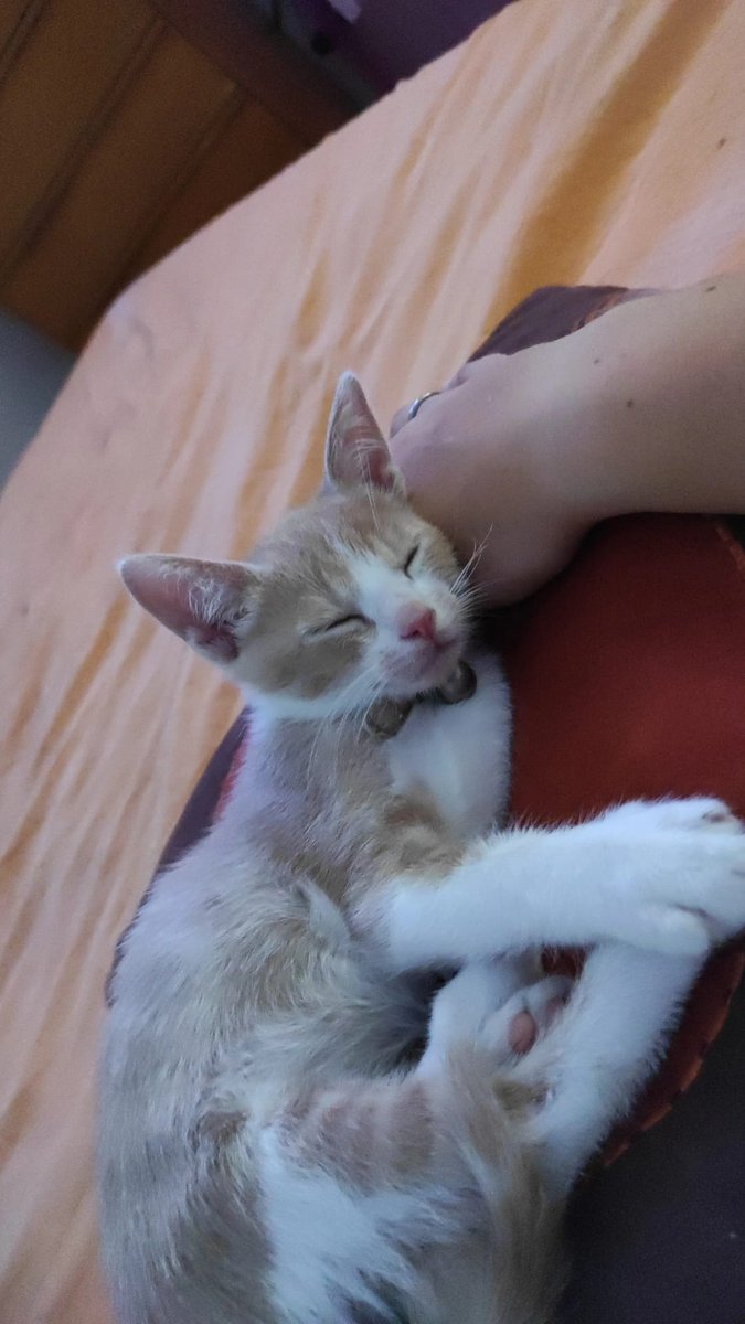soifaaa's tweet photo. pudim appreciation post https://t.co/wsrYPpFR9L