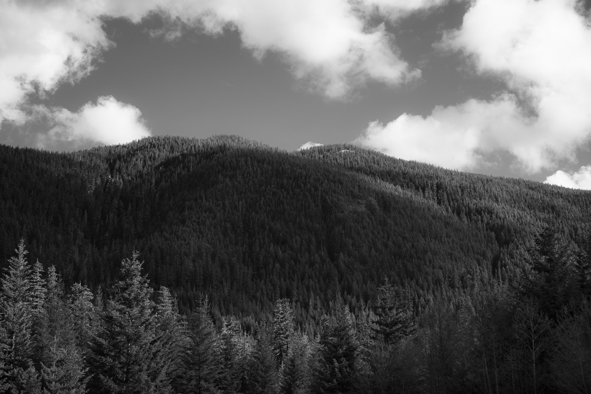 SteveBisig's tweet photo. Green Mountain, Skamania County, Washington 📷 https://t.co/xbsvqoD8GC

#blackandwhitephotography #blacknwhite #bnw #bwphotography #pnwartist #pnwoutdoors #pnwparadise #washingtonstatephotographer #explorewashstate #livewashington #explorewashingtonstate #washingtonexplored https://t.co/UNztW0Eh4V