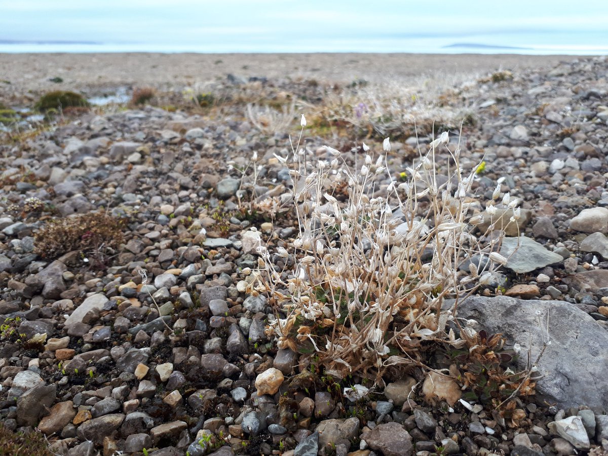 StephLachance6's tweet photo. @paul_sokoloff @planetarycass @mrclark21ca @eloise_brassard We saw many more! Here are some other plants we saw today. #TMARS https://t.co/7EQlNDDolg