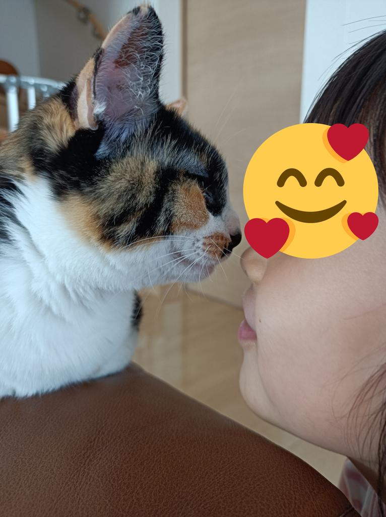 lalachandaisuki's tweet photo. ドアップ撮ってたらお姉ちゃん寄ってきて、こんな可愛らしいショットも撮れた〜😻😘

#猫とチュー
#猫の居る暮らし 
#猫のいる幸せ https://t.co/xieTnPjRb0