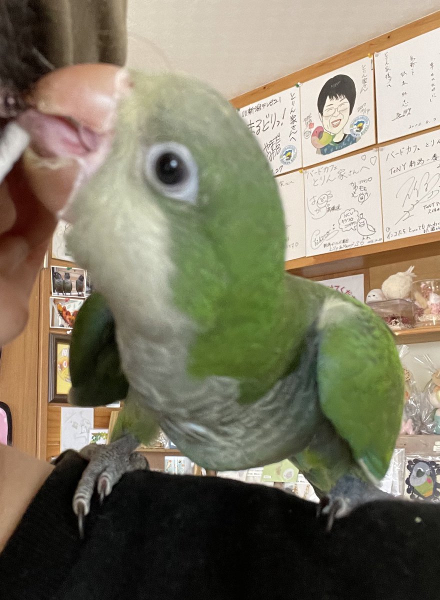 バードカフェとりん家 Cafetorinchi Twitter