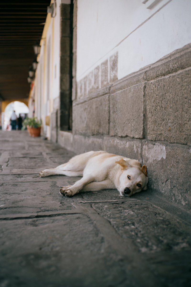 episodesoflight's tweet photo. Walking through Antigua Guatemala https://t.co/CW7mSuRUVM