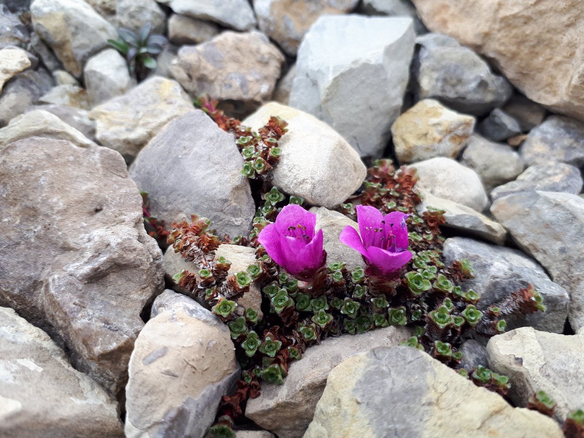 StephLachance6's tweet photo. @paul_sokoloff @planetarycass @mrclark21ca @eloise_brassard We saw many more! Here are some other plants we saw today. #TMARS https://t.co/7EQlNDDolg