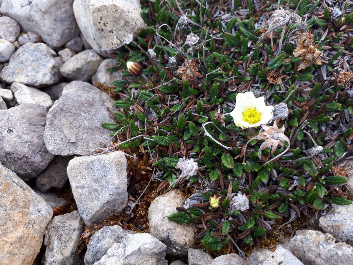 StephLachance6's tweet photo. @paul_sokoloff @planetarycass @mrclark21ca @eloise_brassard We saw many more! Here are some other plants we saw today. #TMARS https://t.co/7EQlNDDolg