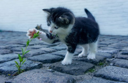bssjb9's tweet photo. What a cute kitten playing with flowers https://t.co/s62vosh7KB