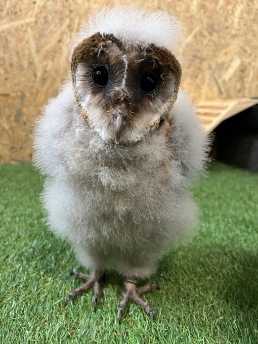 草加市 開店情報 フクロウカフェ Rala Raptorland がオープンしました 号外net 草加市