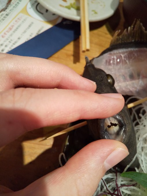 カワハギの歯(暇) 