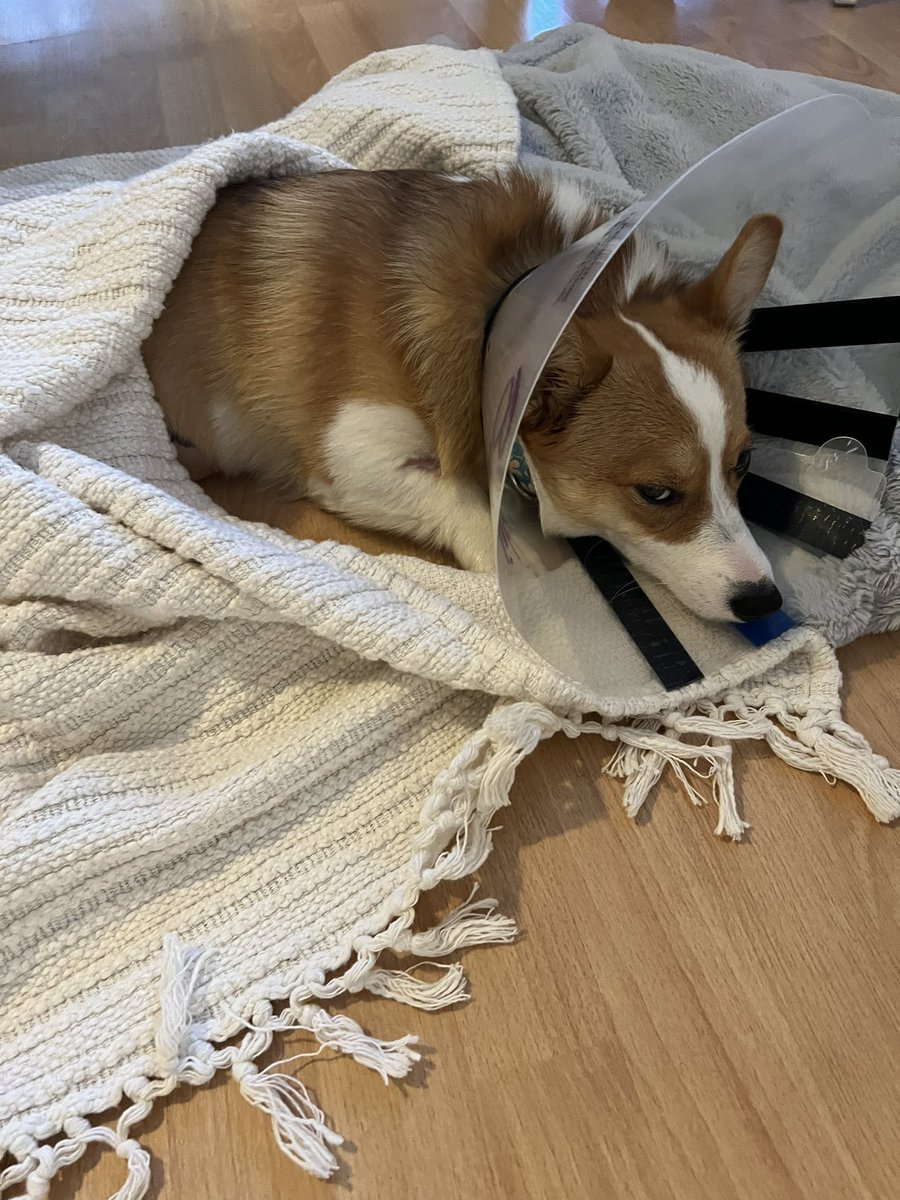 the_suede's tweet photo. **Dog gets spayed today**
“Hey siri: how do I know if my dog turned to the dark side of the force?” #darthcorgi https://t.co/PTJhXyYns4