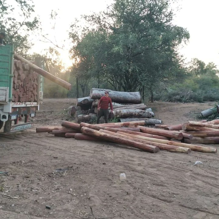 Dirección de Bosques tweet media