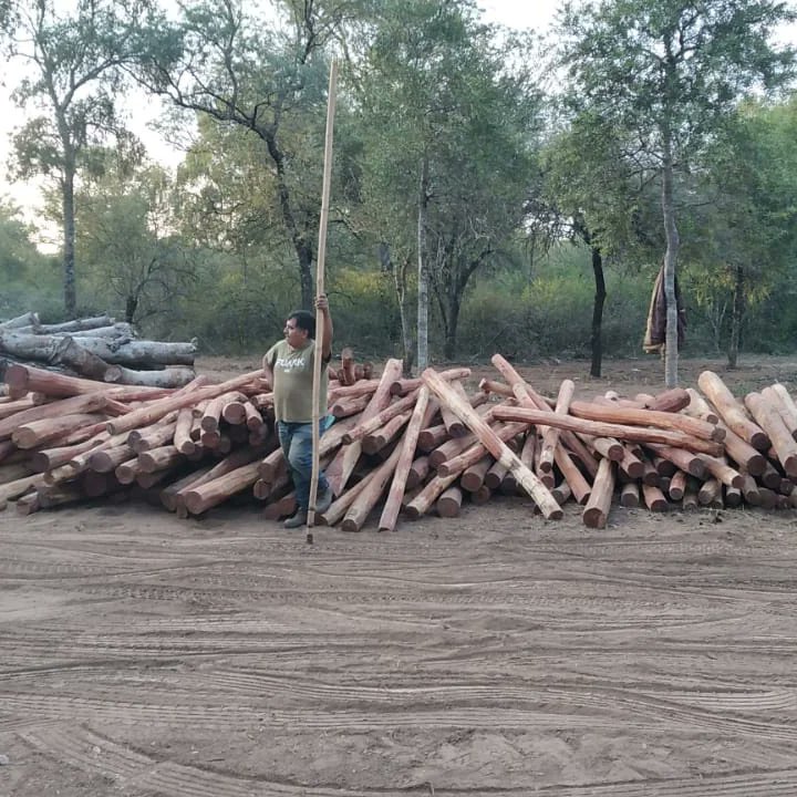 Dirección de Bosques tweet media