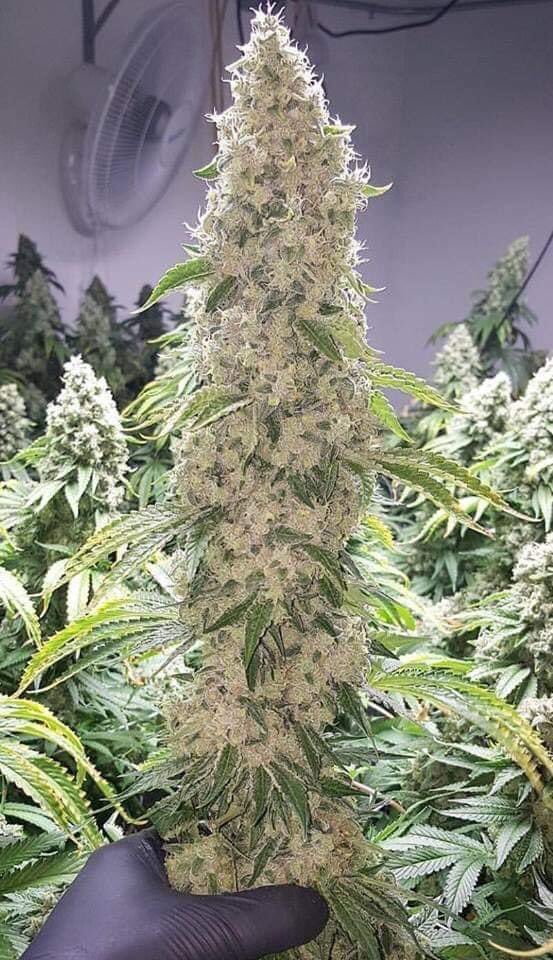 L K Banks420 tweet media