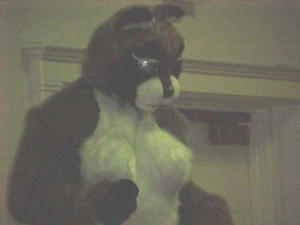 Furry Archive tweet media