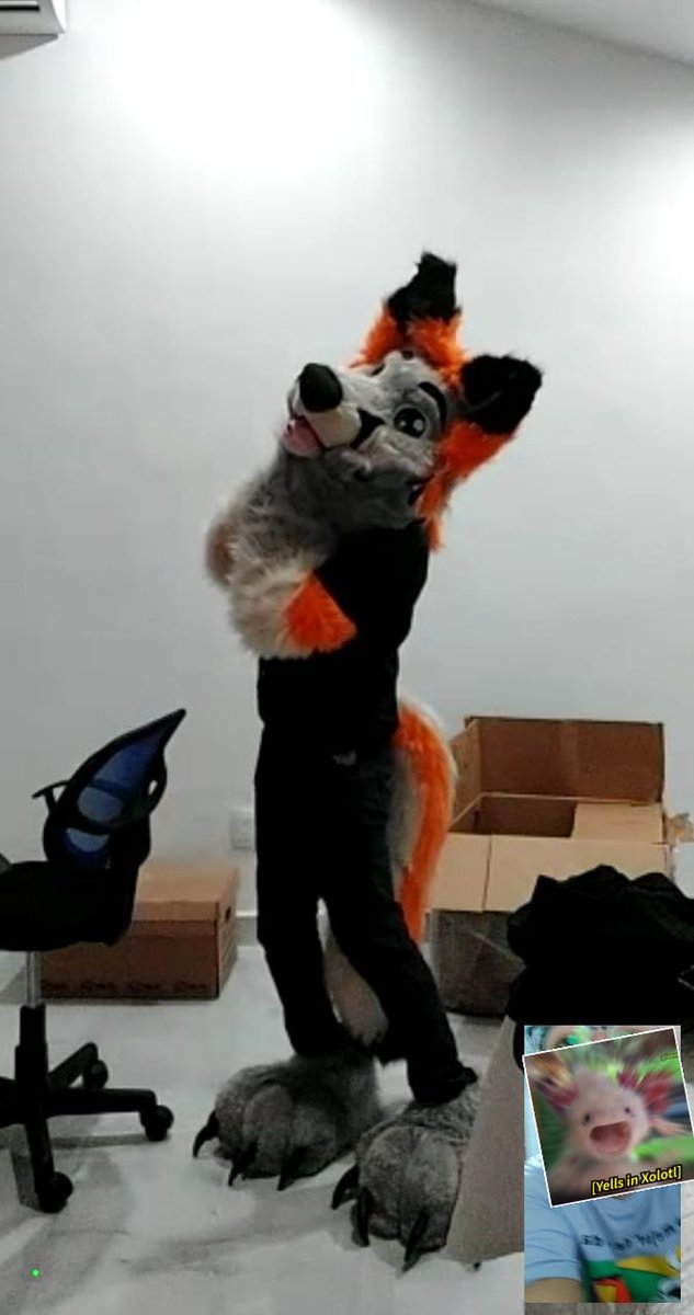tinyproto's tweet photo. The quality is a bit rough because we were on a call, but my SO helped me get some more cute pics >u< #fursuit #furry #FursuitFriday https://t.co/JxHEHd24Jj