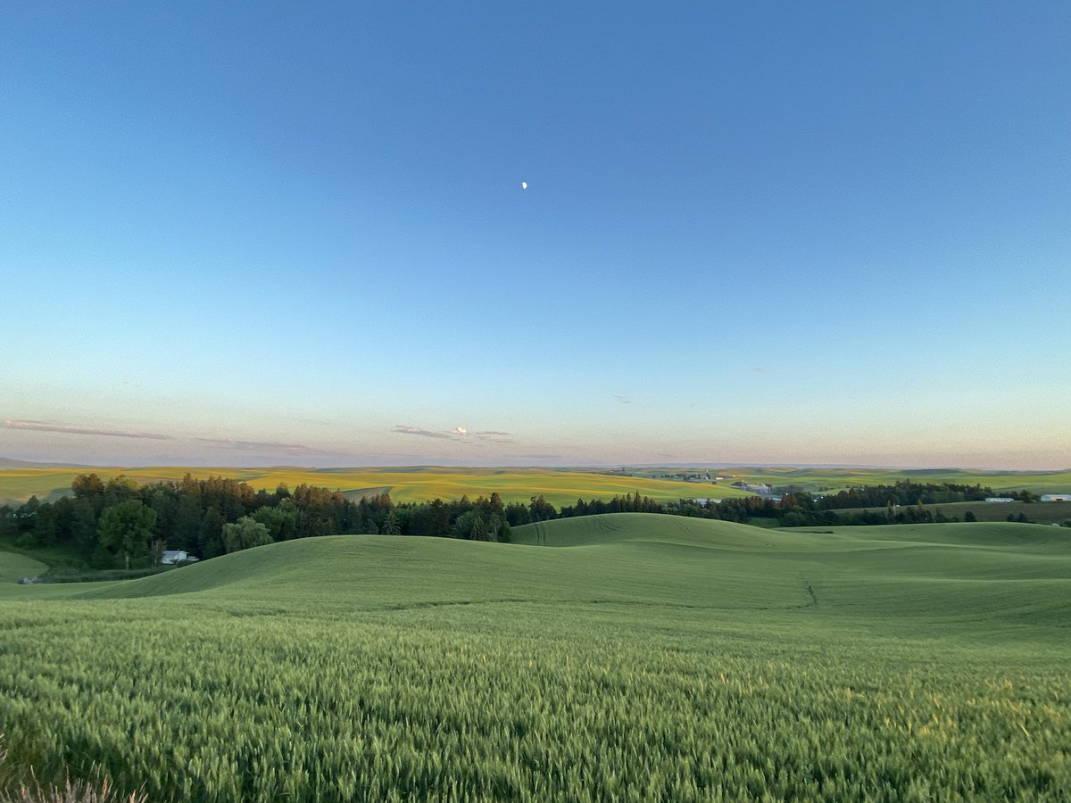 Evening views: This is looking south across the #Palouse from the west side of #Pullman. 😻🐾 #NoFilter #WAWX #WSU #GoCougs