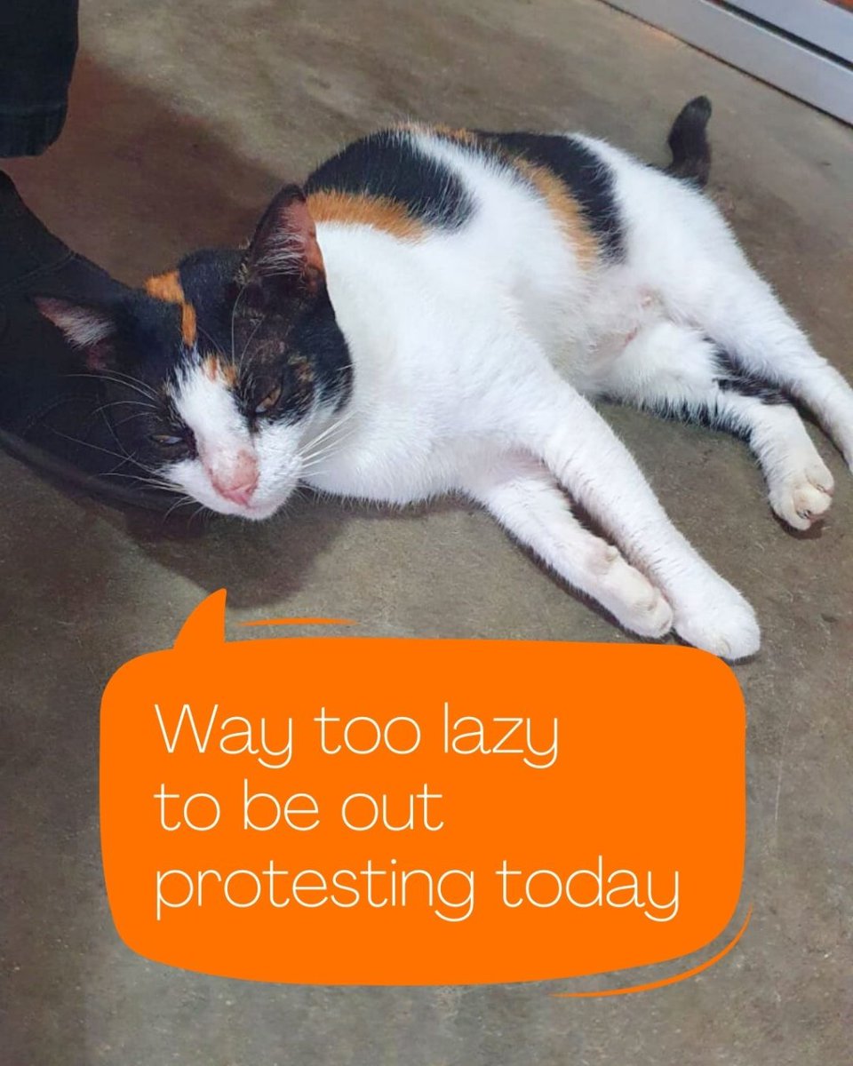BeatriceCatto's tweet photo. Besides, It's #Caturday. You guys should go though. Don't be lazy like me. Gota gotta go.

#gohomegota2022 #gohomegota #GotaGoHome #gotagohome2022 #srilanka #SriLankaCrisis #SriLankaProtests #SriLankaprotest #FuelCrisisLK https://t.co/vH0w9O0ACN #cat #CatsOfTwitter #CatsLover https://t.co/YyntYnhw7V