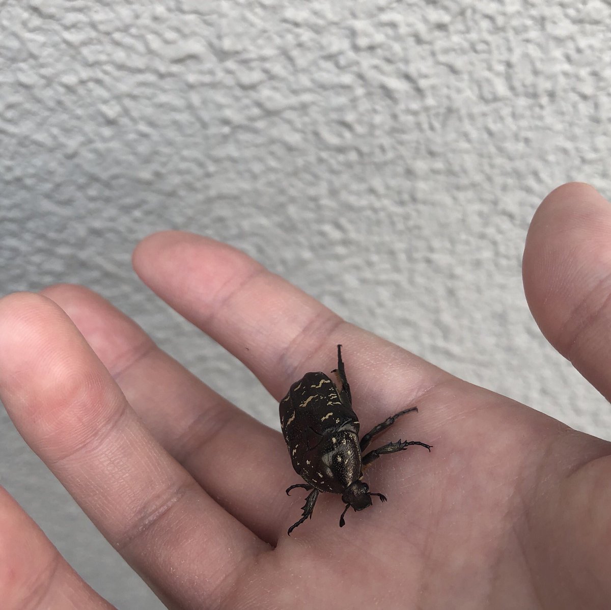 ハナムグリ難しい これはシラホシか? 