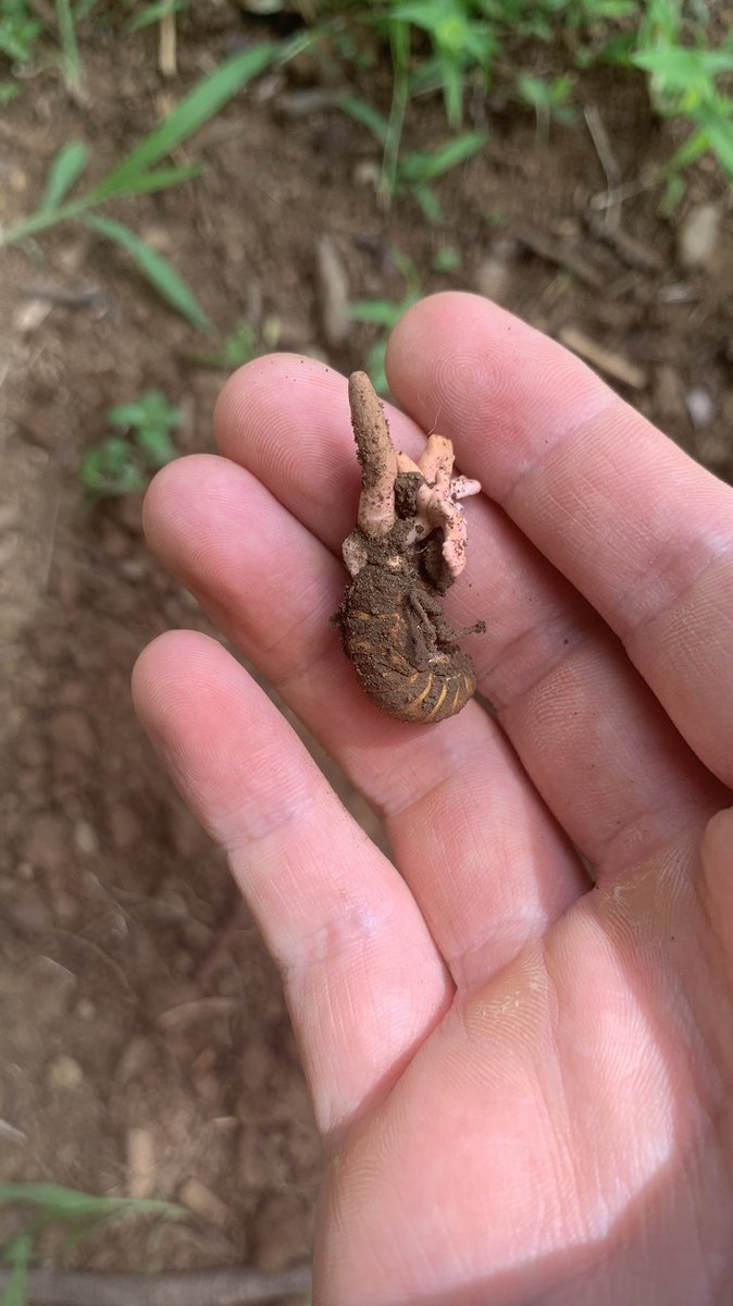 八咫烏 (@C6N6O12) / Posts / X