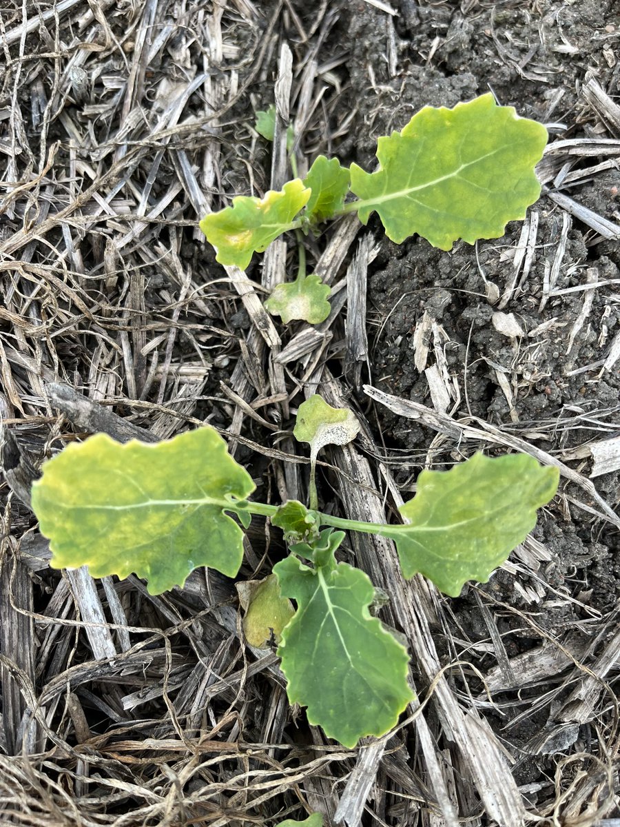 Tyler Nelson tweet media