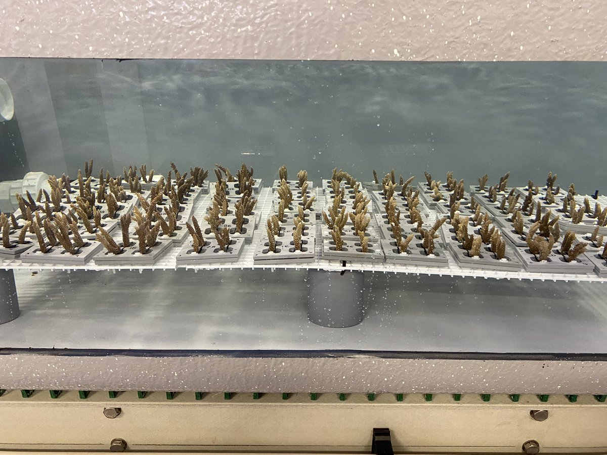 Luke Thomas tweet media