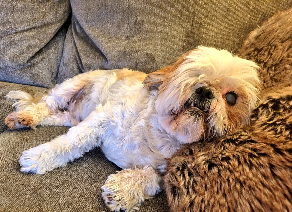 CHIPTheShihTzu's tweet photo. #FridayFeeling #CBDed πππ
#ChipTheShihTzu https://t.co/DBbouL67C2