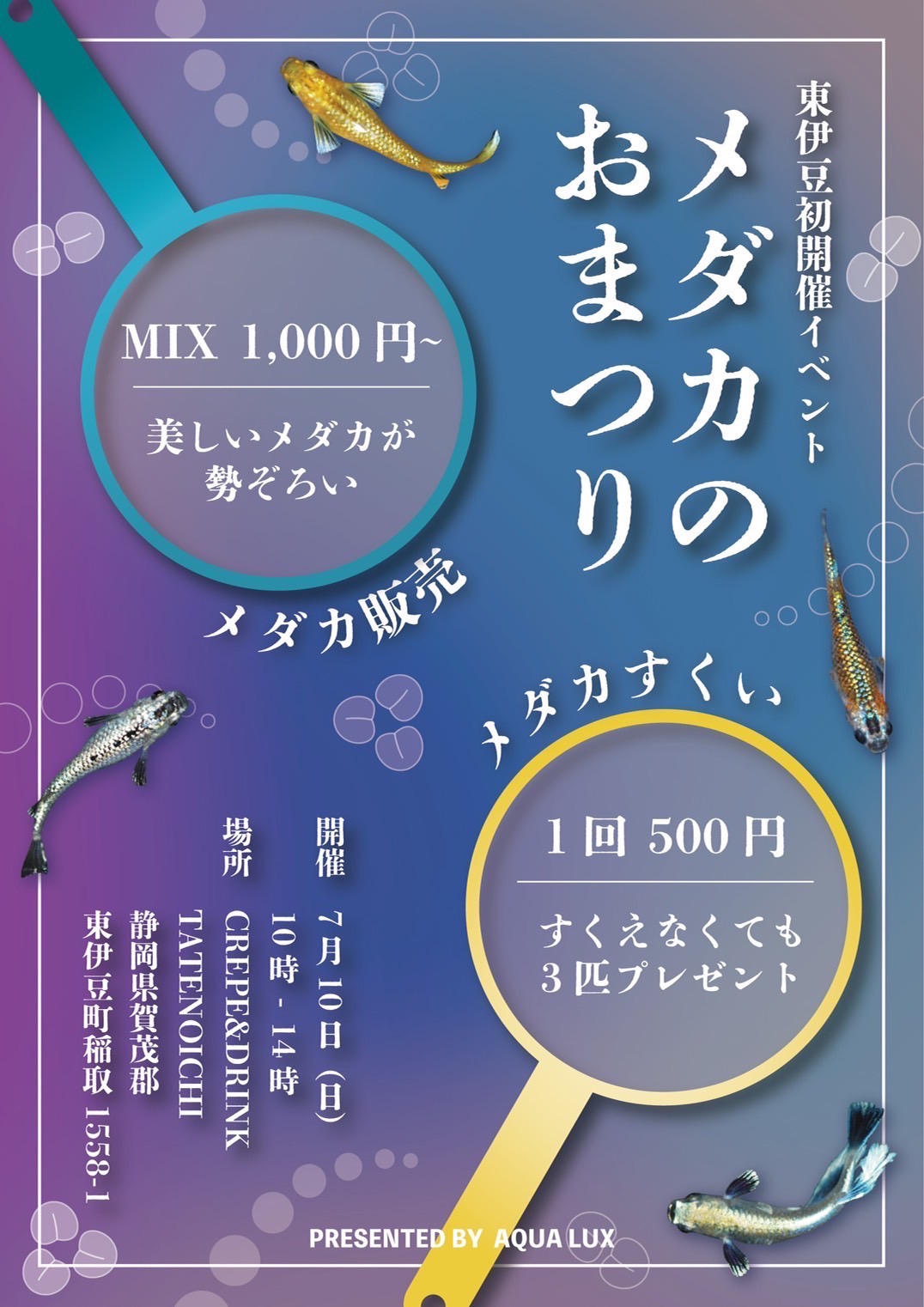お祭りなどのイベント事に】MIXメダカまとめ売り！