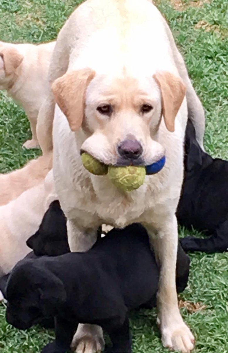 KonniJackson's tweet photo. @TheRock @DCSuperPets Betti and her ball smile https://t.co/KfRbZSyrzU