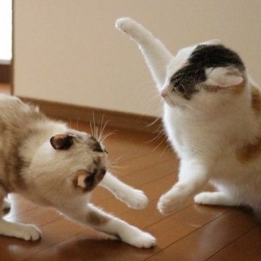 🐈 (@beomkaicats) on Twitter photo 