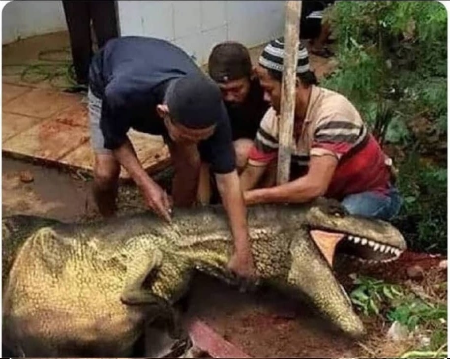 Şanlıurfa'da bir kaç vatandaşın kurbanlık hayvan bulamayıp
farklı bir yola başvurup
Dinozor kesmeleri hayvanseverlerin tepkisine neden oldu..
#EidAlAdha #kurban #ihtilal
#KurbanBayramı #yks22 #GERDEN 
#Akbank #iban #عيدكم_مبارك