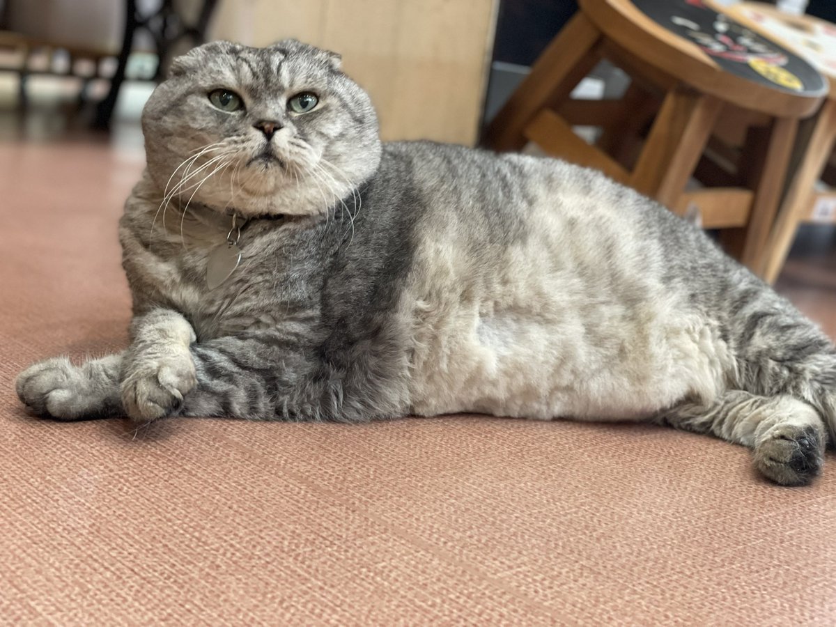 Zakka_ZiRo's tweet photo. ボクはお行儀良いこです

 #山口県  #下関市  #山口Twitter会  #猫雑貨  #猫店長  #デブ猫  #じろう  #スコティッシュ  #身体支えるのも大変だ  #エアコンの下は涼しいな  #猫  #猫好き  #猫のいる暮らし https://t.co/YTlrSAAxaW