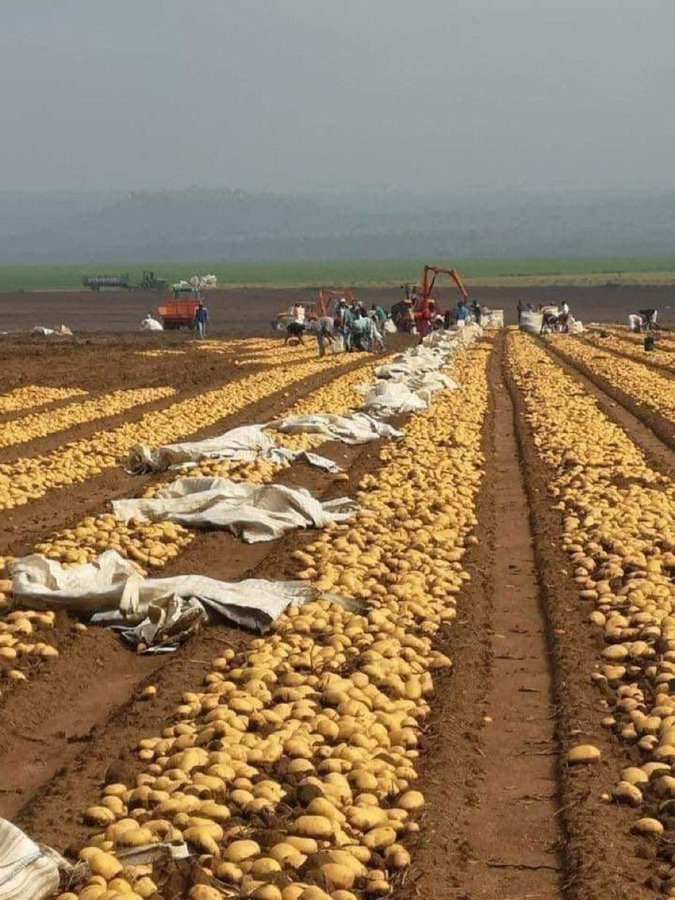 WorldlyHQ's tweet photo. Good modern farming enthusiasts, this is a modern potato 🥔 farm being harvested. https://t.co/46aOCGaiUB