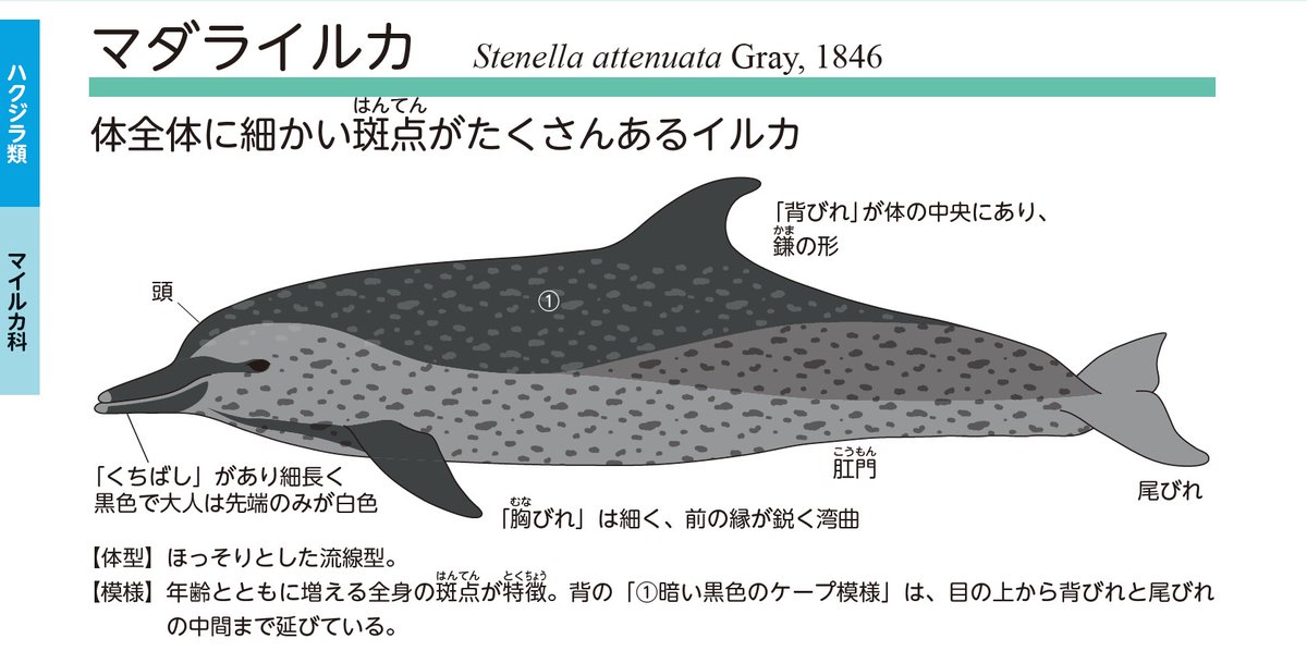 【希少】イルカの骨 斑_8 FXMuoSdaMAAk5Ox.jpg?format=jpg