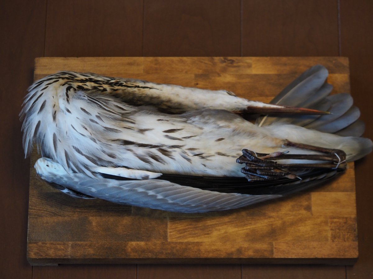 アオサギ♂1cy Ardea cinerea 死体拾得(斃死)7月 仮剥製＋翼標本
