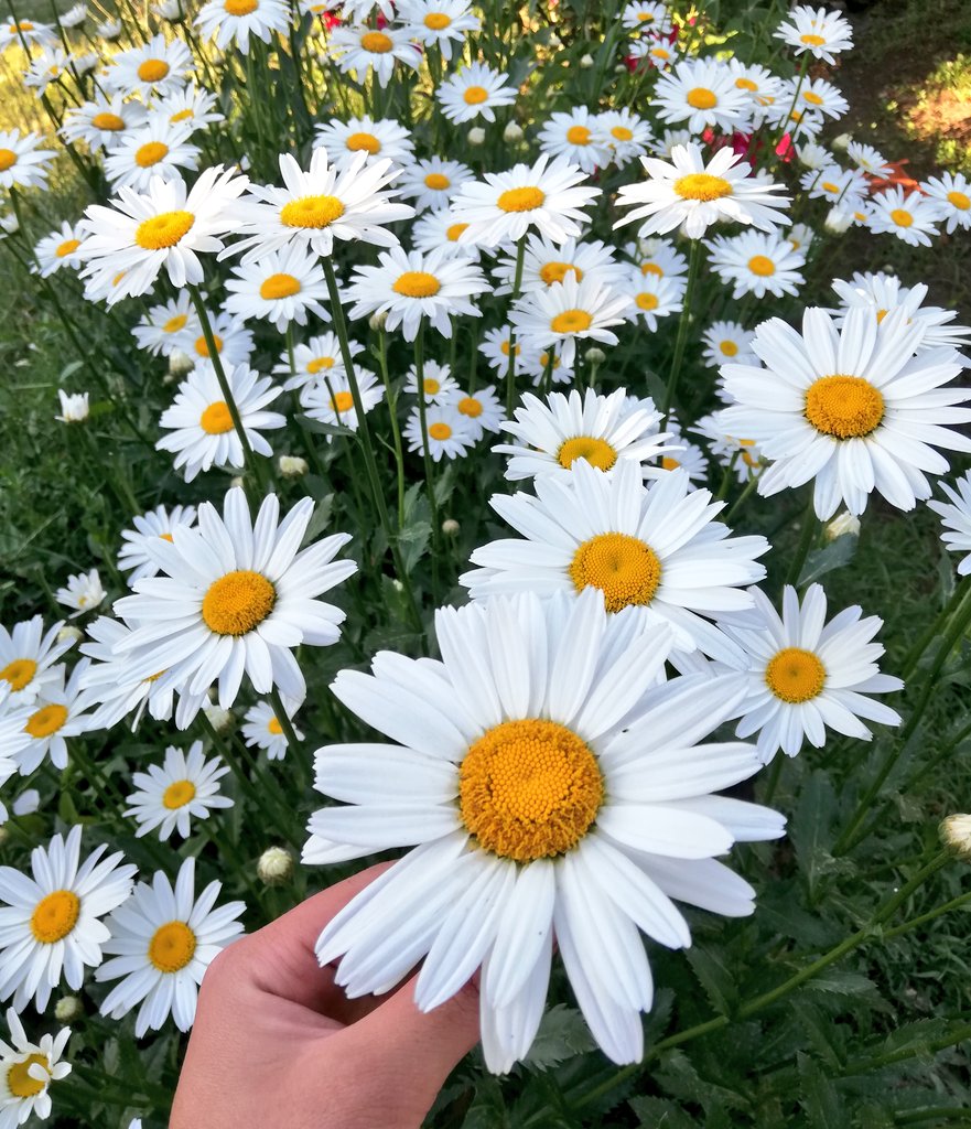 Günaydın 🌼 
Bayramınız Mübarek Olsun 
#KurbanBayramı #HayırlıBayramlar