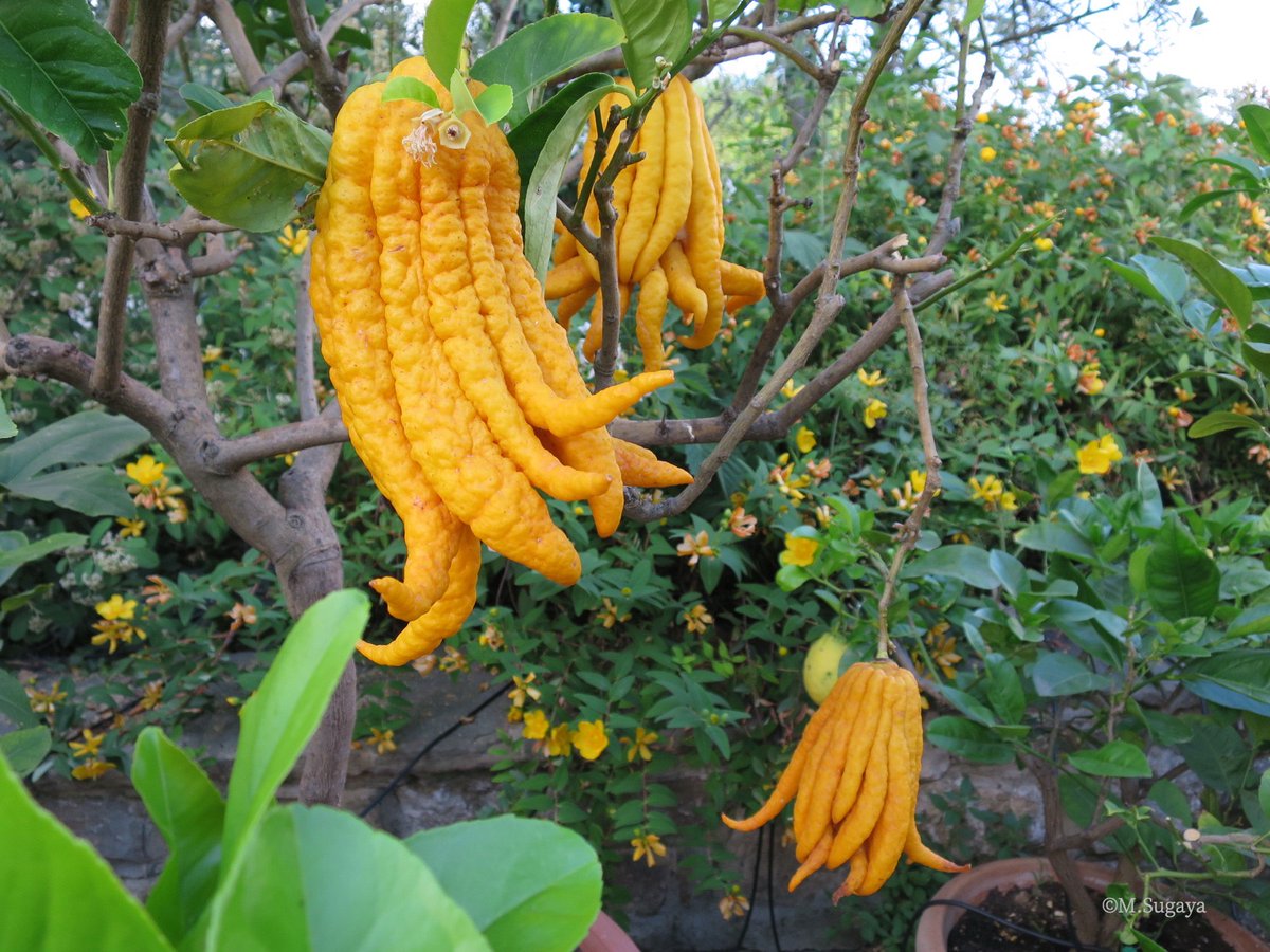 毎年この時期になると、トスカーナ地方のキャンティ・コッリ・フィオレンティーニ協会では、ガイド本「ガンベロロッソ」のための試飲会が行われます。
試飲用ワインは全80本。審査員は限られた時間の中で全てのワインを試飲するのですから大変な仕事ではありますが、羨ましい仕事でもあります。