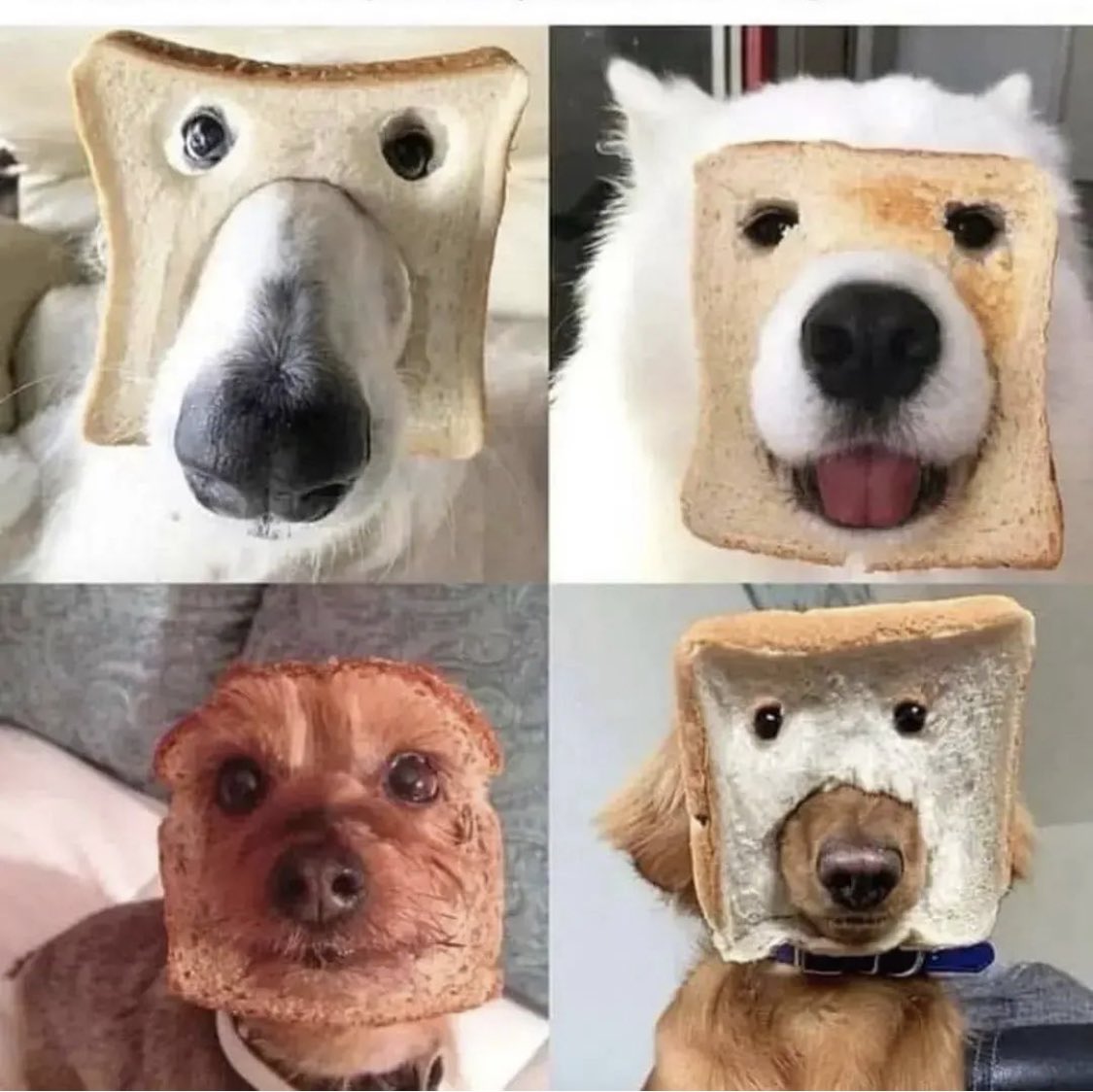pure bread dogs