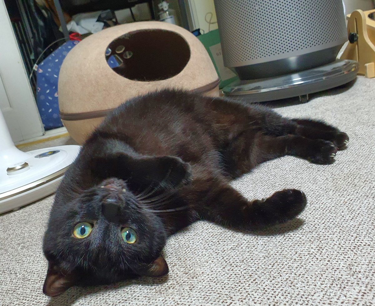 발톱 좀....찰리야....병원선생님도 포기했어..이제는 마취밖에 없다...건강검진 어디까지 왔나요