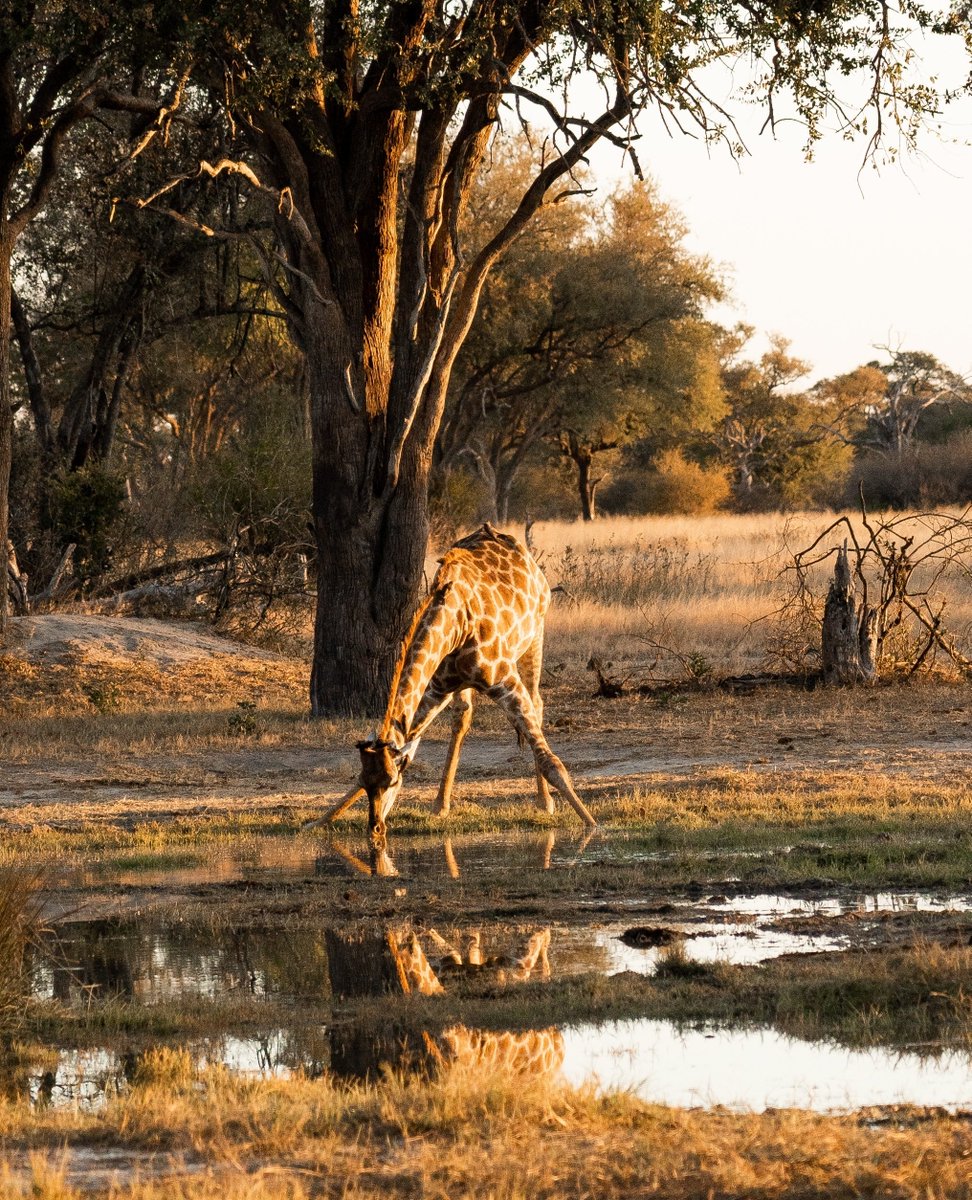 Buttanutter's tweet image. Oh the places you'll go! 

Conveniently portable and healthy delicious. Don't leave home (the camp site) without one...
.
#bushtrip Part3
#buttanutt #roadtripsnacks