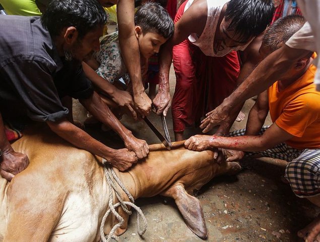 PVVZaanstad's tweet photo. Miljoenen moslims vinden het een #familiefeest om dieren af te slachten #Offerfeest.
#Barbaars #StopIslam #deislamiseren https://t.co/kcuYS52eY8