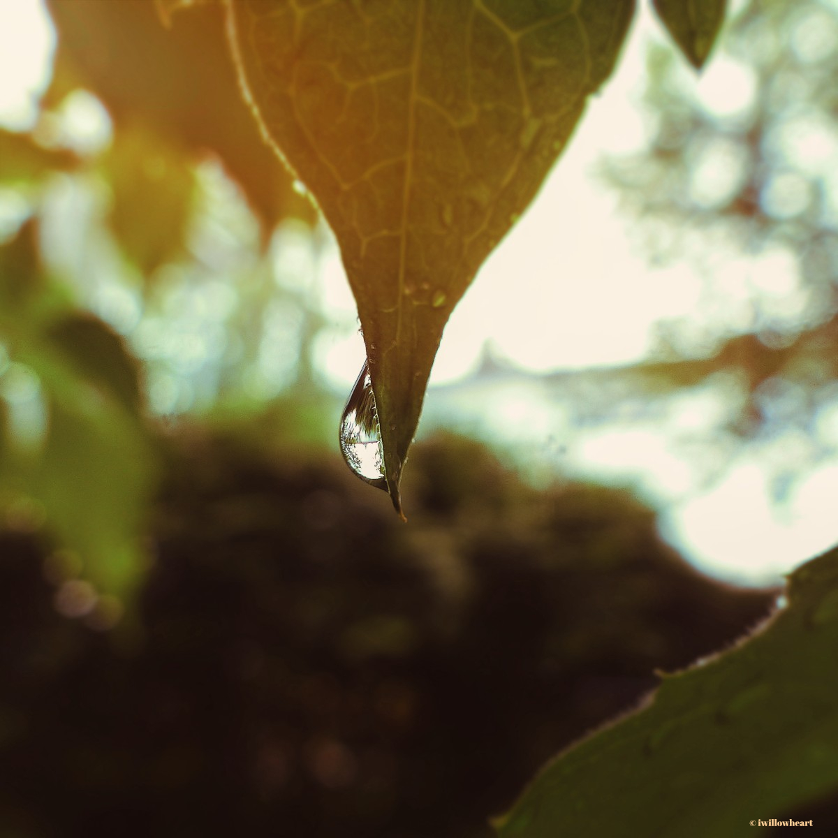 Rainy day magic ☔💦
#naturephotography
#macrophotography
#waterdrops