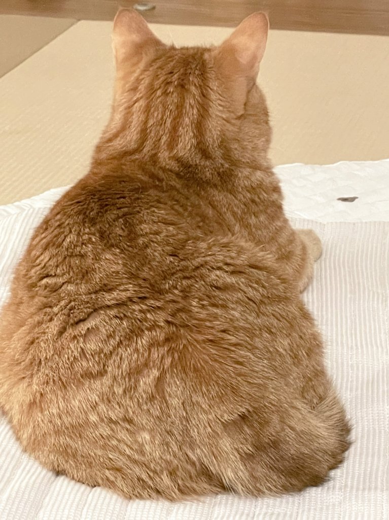 uni0324_uni's tweet photo. おしり、、、、でか！！！🤣💓
#猫
#ケツデカ
#でかけりゃでかいほうが可愛い
#短足マンチカン
#茶トラ
#ダイエット宣言 https://t.co/XBqiWgJOWe