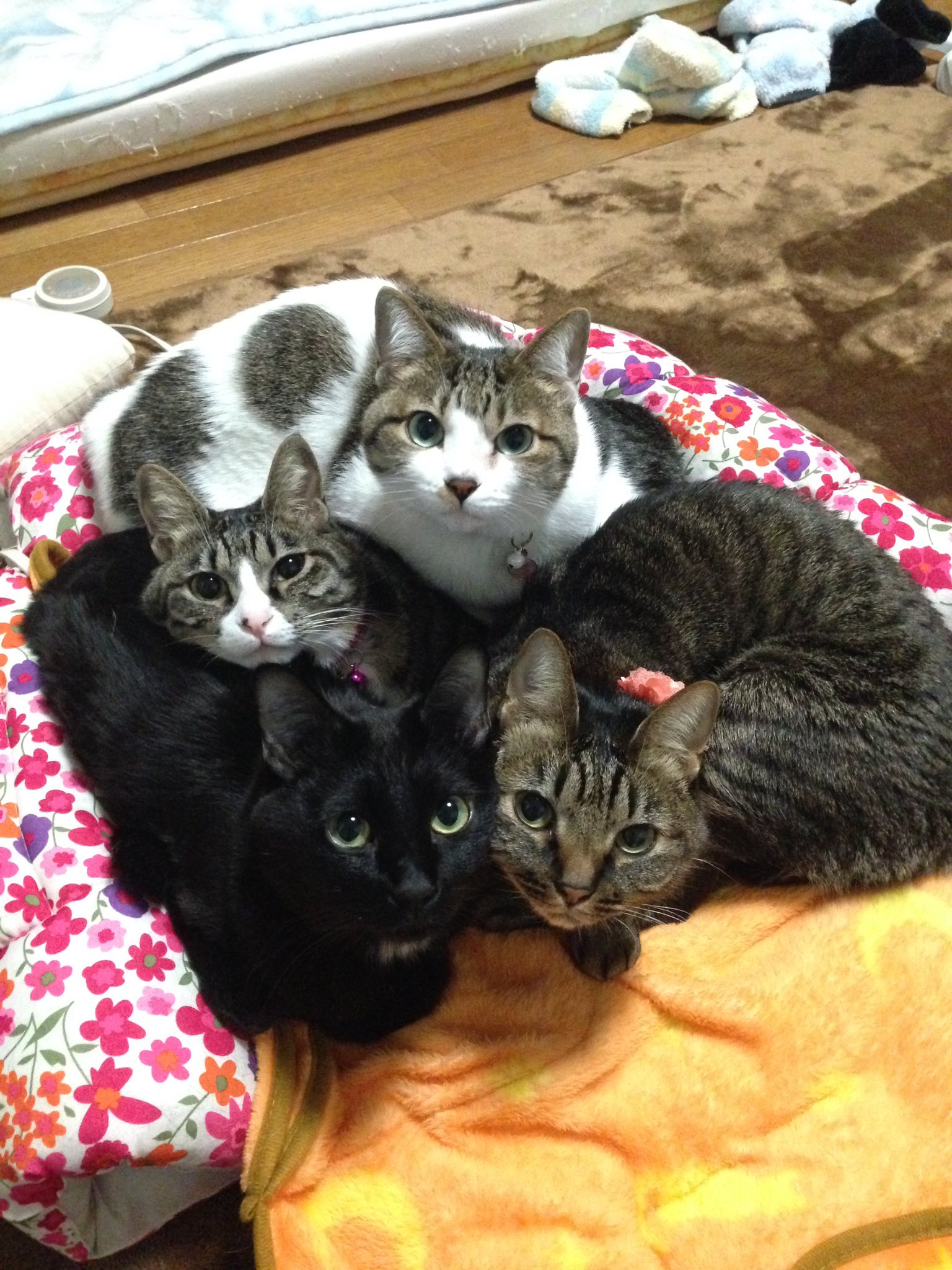 獅威 ねこねこツムツム ネコ積みチャレンジ T Co Hijpfjhhyv Twitter