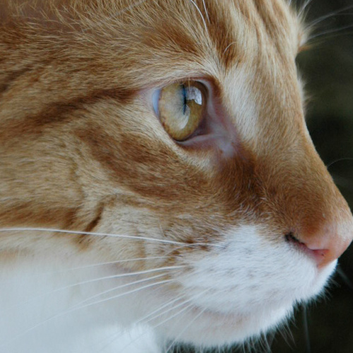 models_direct's tweet image. Take a look at our pet model - ODIN a Norwegian Forest

When it comes to posing for a shoot Odin is a natural....

#petmodelling #modelsdirect #pets #cats #findamodel #hireamodel #shoot #photoupdates #bookings