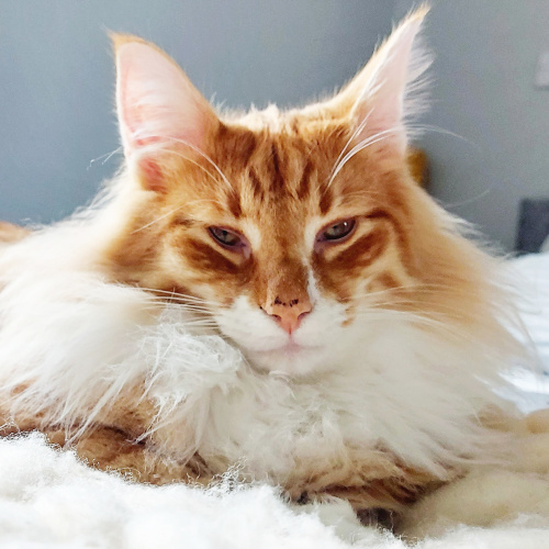 models_direct's tweet image. Take a look at our pet model - ODIN a Norwegian Forest

When it comes to posing for a shoot Odin is a natural....

#petmodelling #modelsdirect #pets #cats #findamodel #hireamodel #shoot #photoupdates #bookings