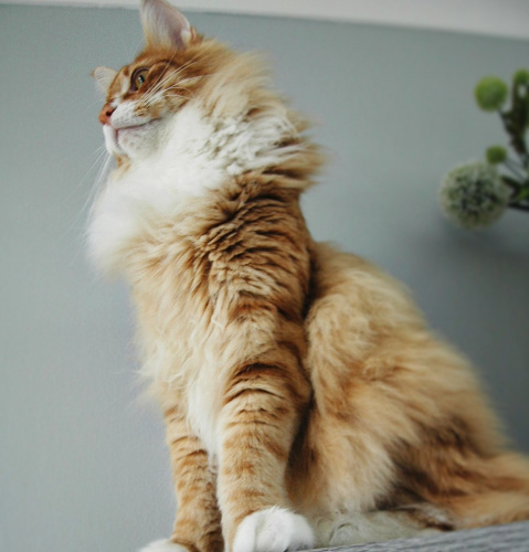 models_direct's tweet image. Take a look at our pet model - ODIN a Norwegian Forest

When it comes to posing for a shoot Odin is a natural....

#petmodelling #modelsdirect #pets #cats #findamodel #hireamodel #shoot #photoupdates #bookings
